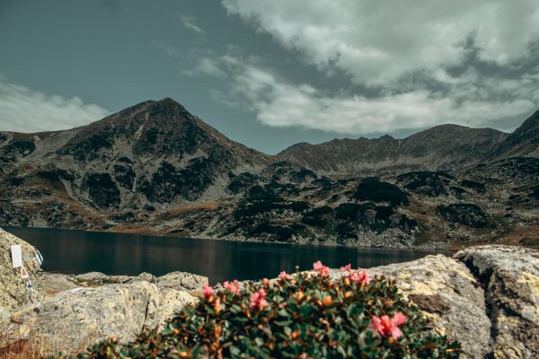 Reverență / O poezie de Mirela Cocheci