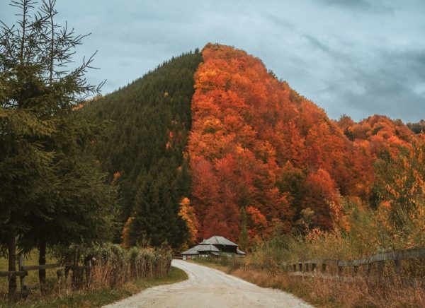 Zbuciumul toamnei (Acrostih) / O poezie de Mirela Cocheci
