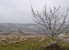Noiembrie / O poezie de Mirela Cocheci