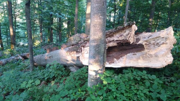 Închis pentru turiști, în 16 și 17 decembrie, la Sarmizegetusa Regia