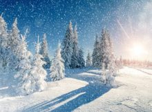 Ninge / O poezie de Mirela Cocheci