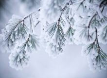 Albă de zăpadă / O poezie de Dorel Neamțu