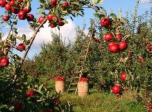 Ce ar trebui să ştii despre tăierea pomilor fructiferi