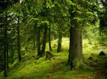 Suprafaţa pădurilor cvasivirgine a crescut la nivelul județului Hunedoara cu peste 1000 de hectare