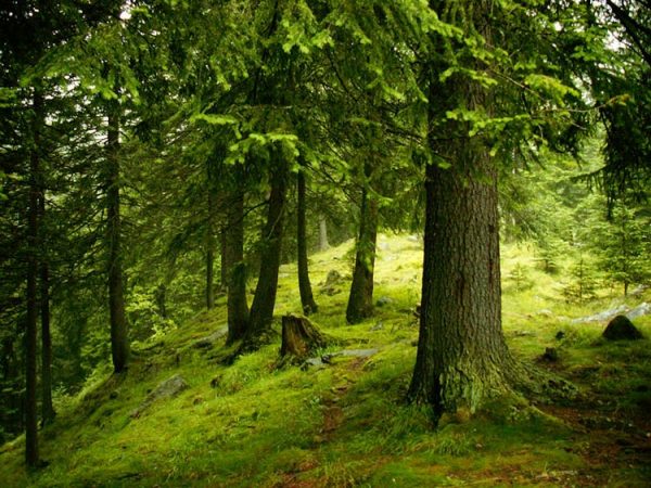 Suprafaţa pădurilor cvasivirgine a crescut la nivelul județului Hunedoara cu peste 1000 de hectare