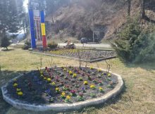 Petrila prinde culori de primăvară în rondurile și ghivecele de flori
