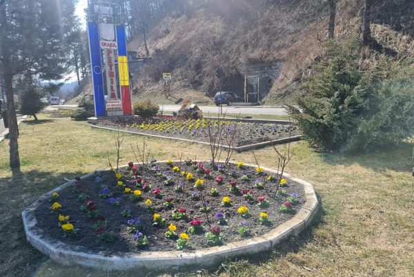 Petrila prinde culori de primăvară în rondurile și ghivecele de flori