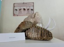 Geoparcurile din România spun „Poveștile Pământului” în județul Hunedoara