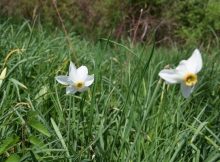 21-22 mai: Festivalul Narciselor la Sălașu de Șus