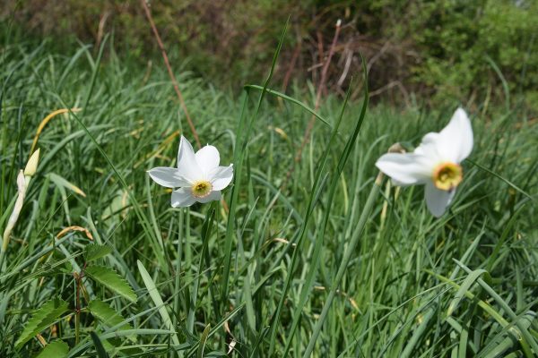 21-22 mai: Festivalul Narciselor la Sălașu de Șus