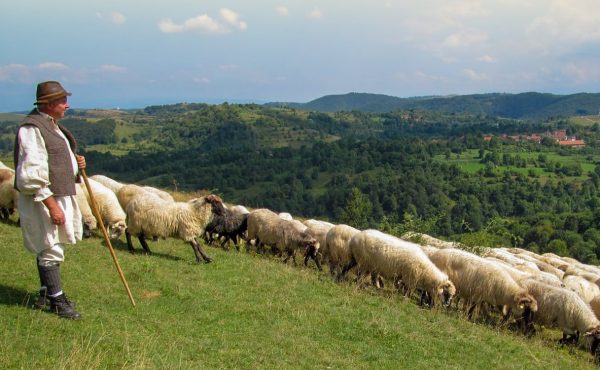 Invitație la ”Măsuratul oilor” în Ținutul Pădurenilor