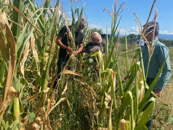 Pagubele provocate de secetă și măsurile care pot fi luate, evaluate de fermieri și autoritățile hunedorene