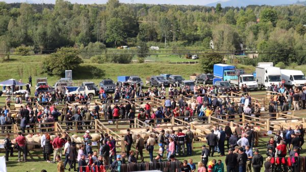 Țurcana Brează de Valea Jiului, ”vedeta” Târgului de ovine de la Petrila