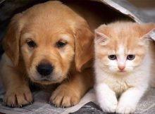 Campanie gratuită pentru sterilizarea animalelor de companie, la Lupeni