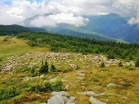 Primăria Uricani invită fermierii să-și exprime intenția de închiriere a pajiștilor pentru anul 2023