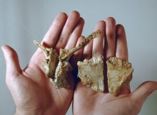 „Reptila cu cap turtit din Transilvania”, o nouă specie de dinozaur descoperită în Geoparcul Internațional UNESCO Țara Hațegului de o echipă internațională de cercetători
