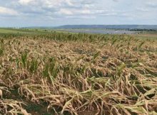 Agricultorii hunedoreni afectați de secetă vor fi despăgubiți