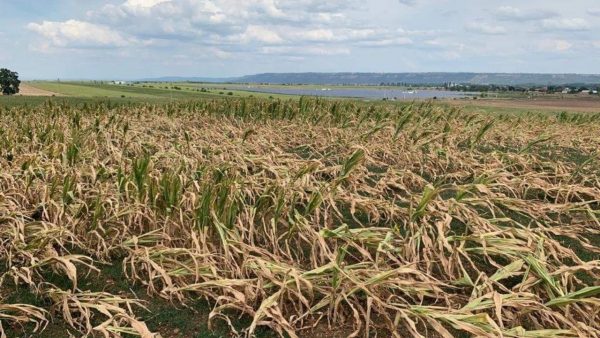 Agricultorii hunedoreni afectați de secetă vor fi despăgubiți