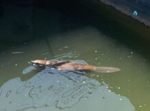 Castorul Billy și pompierii salvatori ai acestuia