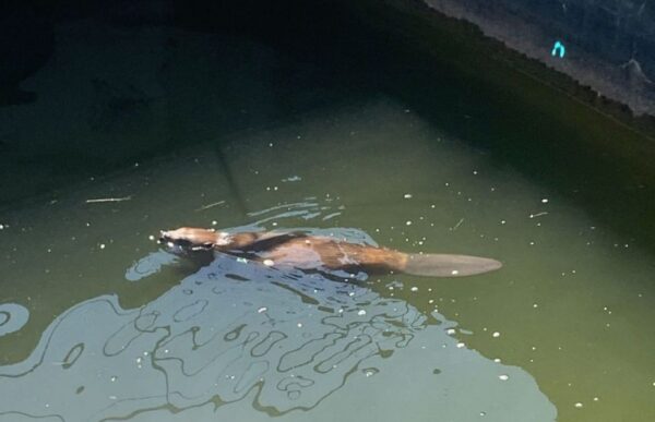 Castorul Billy și pompierii salvatori ai acestuia