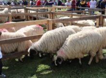 Primăria Petrila invită crescătorii de ovine la Târgul Expozițional de Ovine de la Petrila