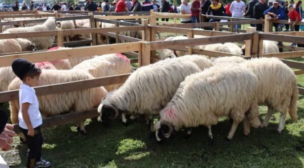 Primăria Petrila invită crescătorii de ovine la Târgul Expozițional de Ovine de la Petrila