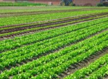 5 culturi agricole profitabile în România