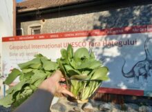 Poveștile Geoparcului Țara Hațegului sunt completate cu o experiență legată de permacultură în ”DinoGarden”