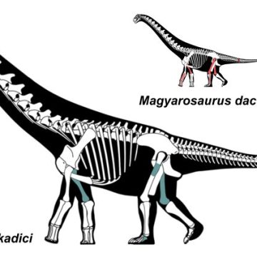 Două noi specii de dinozauri au fost descoperite pe teritoriul Geoparcului Țara Hațegului