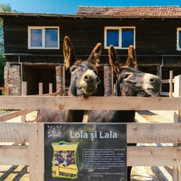 ”Zoolandia” se redeschide la Chimindia la început de aprilie