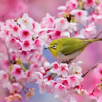 Cireși japonezi pentru primăveri frumoase, în municipiul Lupeni