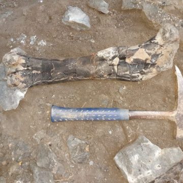 O descoperire paleontologică excepțională în Geoparcul Internațional UNESCO Țara Hațegului relevă cea mai bogată acumulare de fosile de dinozauri din Transilvania