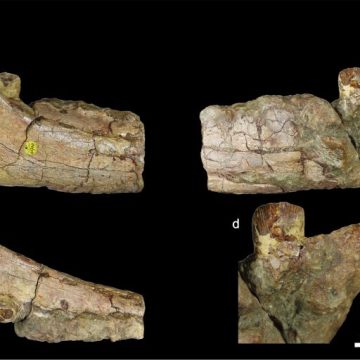 Descoperire de importanță majoră pentru paleontologia europeană și internațională, bazată pe fosile descoperite pe teritoriul Geoparcului Internațional UNESCO Țara Hațegului