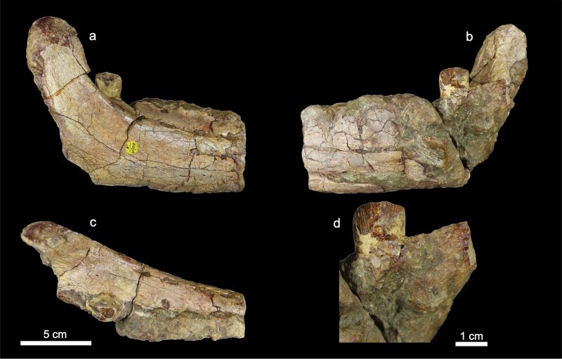 Foto1.Fosile Ferenceratops shqiperorum holotype 1 Descoperire de importanță majoră pentru paleontologia europeană și internațională, bazată pe fosile descoperite pe teritoriul Geoparcului Internațional UNESCO Țara Hațegului